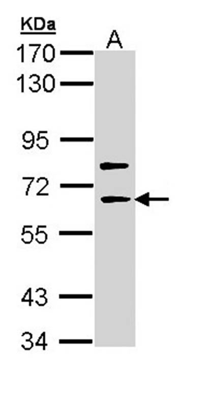 Anti-SHC4 Antibody