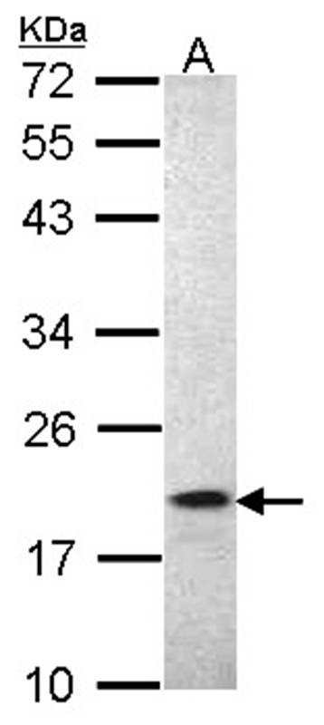 Anti-AIF1 Antibody