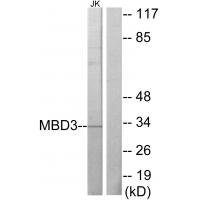 Anti-MBD3 Antibody
