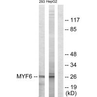 Anti-MYF6 Antibody