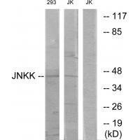 Anti-JNKK Antibody