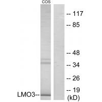 Anti-LMO3 Antibody