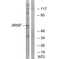 Anti-ARSF Antibody