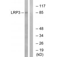 Anti-LRP3 Antibody