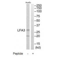 Anti-LFA3 Antibody