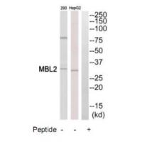 Anti-MBL2 Antibody