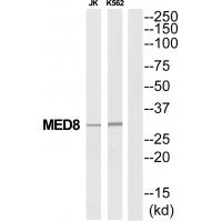 Anti-MED8 Antibody