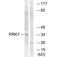 Anti-PRKY Antibody