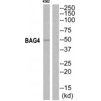 Anti-BAG4 Antibody