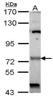 Anti-Raf1 Antibody