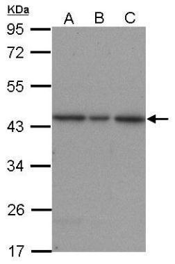 Anti-ERK2 Antibody