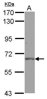 Anti-PLK1 Antibody