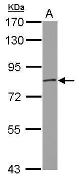 Anti-GRK2 Antibody