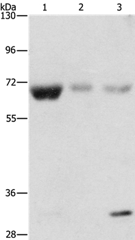 Anti-NAE1 Antibody