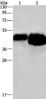 Anti-OVAL Antibody