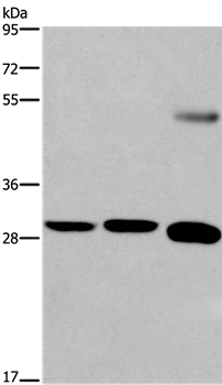 Anti-FGF8 Antibody