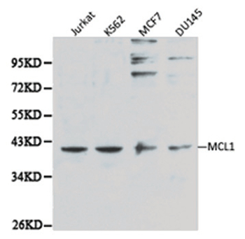 Anti-MCL1 Antibody