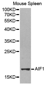 Anti-AIF1 Antibody