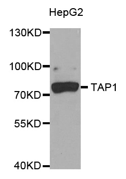 Anti-TAP1 Antibody