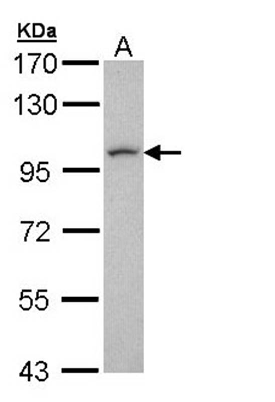 Anti-leucine zipper protein 1 Antibody