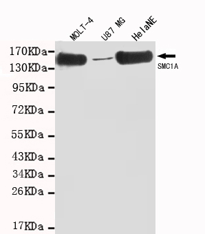 Anti-SMC1A (C-term) Antibody