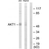 Anti-Akt Antibody