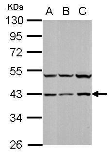 Anti-p38 Antibody