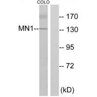 Anti-MN1Antibody Antibody