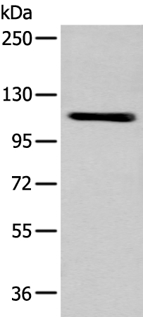 Anti-ZNF281 Antibody