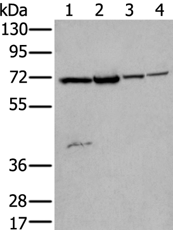 Anti-ZNF131 Antibody