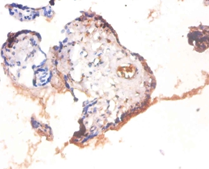 Anti-Heat shock factor-binding protein 1 Antibody