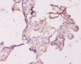 Anti-Transforming protein RhoA Antibody