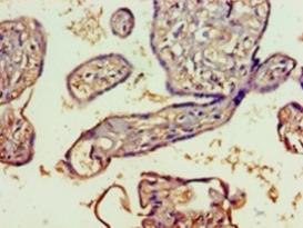 Anti-SPATS2-like protein Antibody