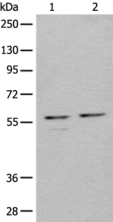 Anti-URI1 Antibody