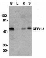 Anti-GFR alpha 1 Antibody