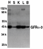 Anti-GFR alpha 3 Antibody