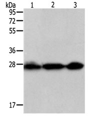 Anti-PDCD10 Antibody