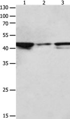 Anti-MAP2K2 Antibody