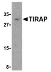 Anti-TIRAP Antibody