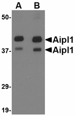 Anti-Aipl1 Antibody