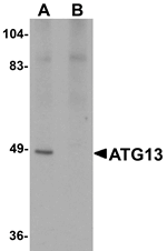 Anti-ATG13 Antibody