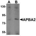 Anti-APBA2 Antibody