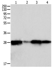 Anti-PRDX6 Antibody