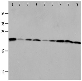 Anti-PRDX1 Antibody