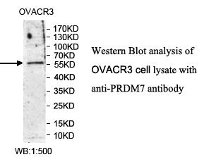 Anti-PRDM7 Antibody