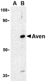 Anti-Aven Antibody