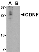 Anti-CDNF Antibody