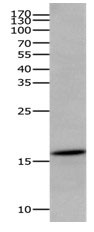 Anti-AIF1 Antibody