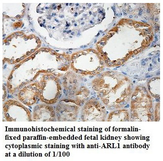 Anti-ARL1 Antibody