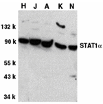 Anti-STAT1 alpha Antibody